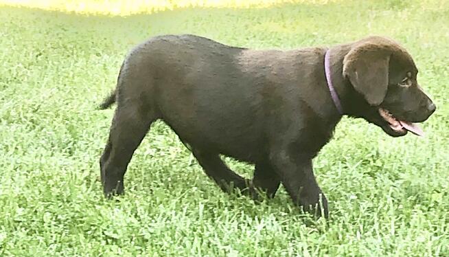 Czekoladowy Labrador Retriever szczenię