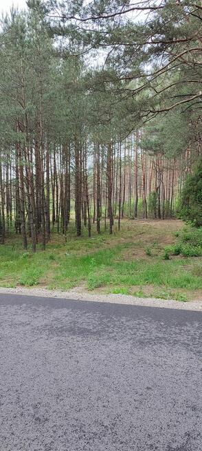 Działka leśna 2,42 ha po całkowitym wyrębie