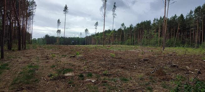 Działka leśna 2,42 ha po całkowitym wyrębie