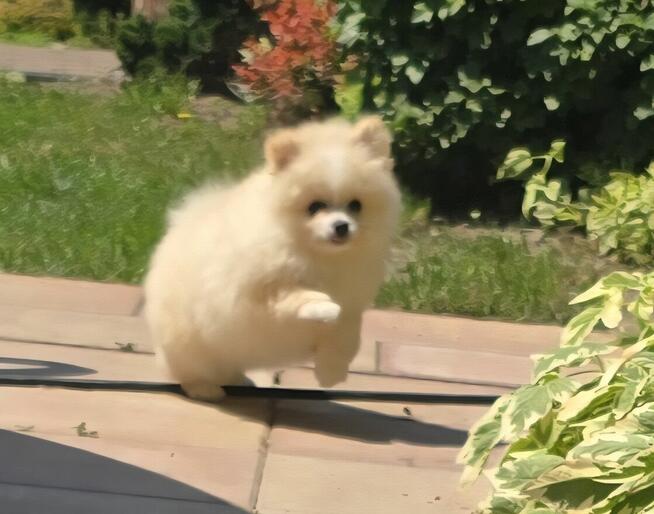 Szpic miniaturowy, pomeranian suczka