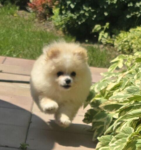 Szpic miniaturowy, pomeranian suczka