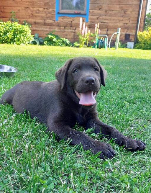Czekoladowy Labrador Retriever szczenię