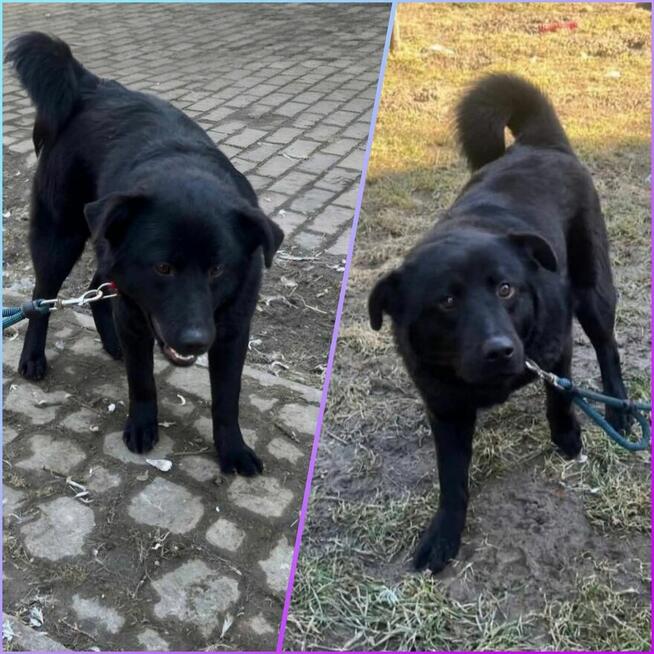 RIKO - roczny wulkan miłości szuka domu! Kotomysz