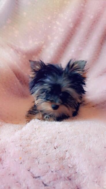 Yorkshire terrier chłopczyk xs
