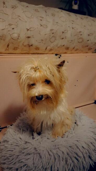 Yorkshire terrier złoty 2kg