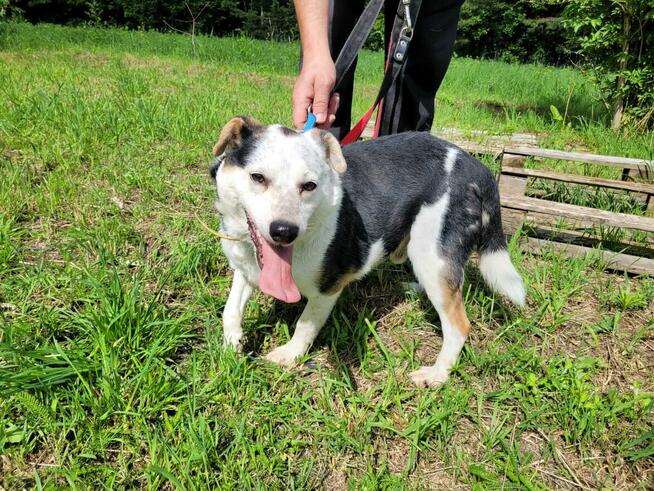 Balu do pilnej adopcji