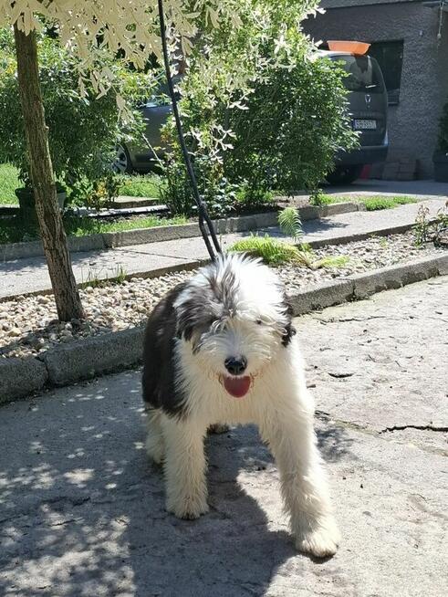 Owczarek Staroangielski Bobtail
