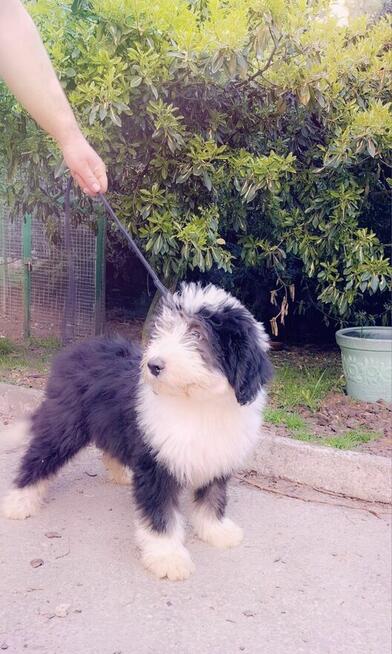 Owczarek Staroangielski Bobtail