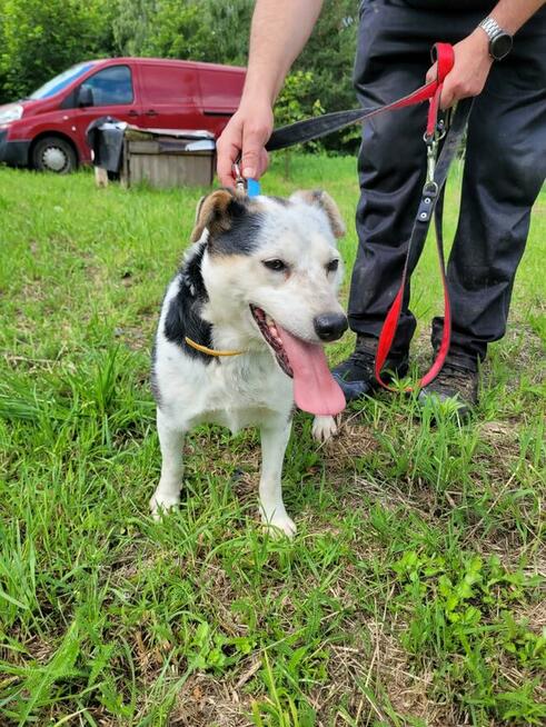 Balu do pilnej adopcji