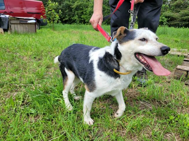 Balu do pilnej adopcji