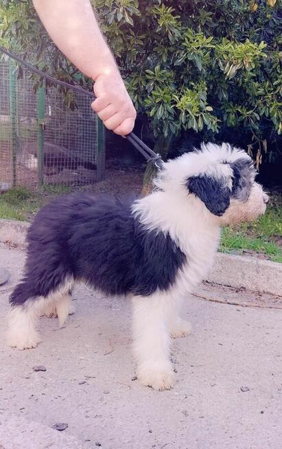 Owczarek Staroangielski Bobtail