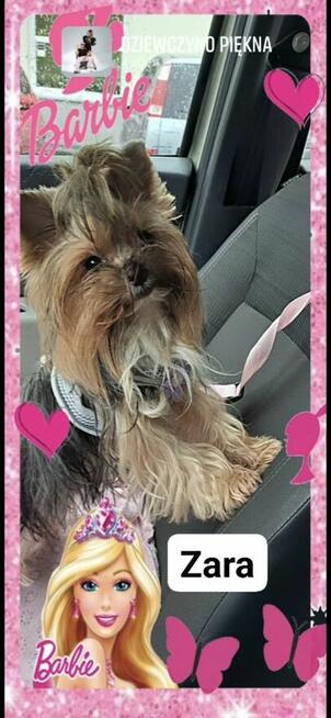 Yorkshire terrier czarny xs