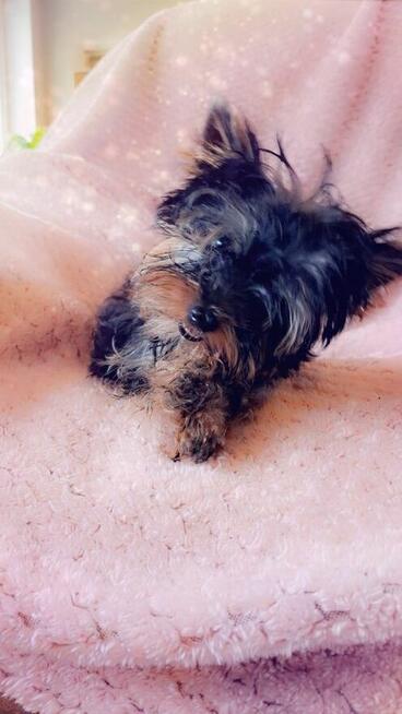 Yorkshire terrier chłopczyk xs