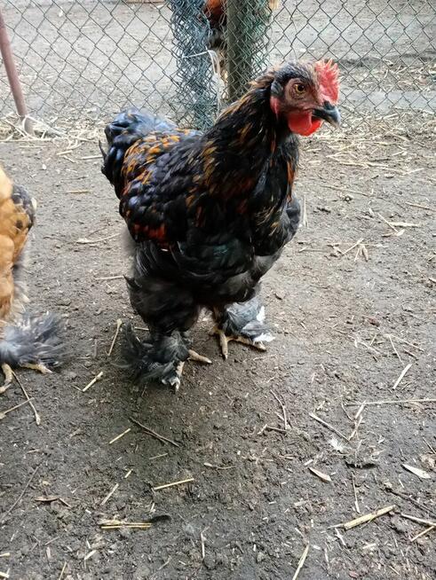 Sprzedam koguty kochin olbrzymi