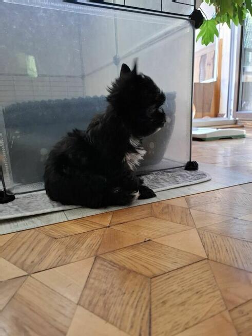 Yorkshire terrier czarny xs