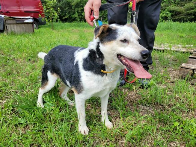 Balu do pilnej adopcji