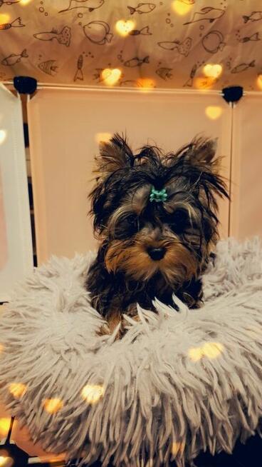 Yorkshire terrier piesek