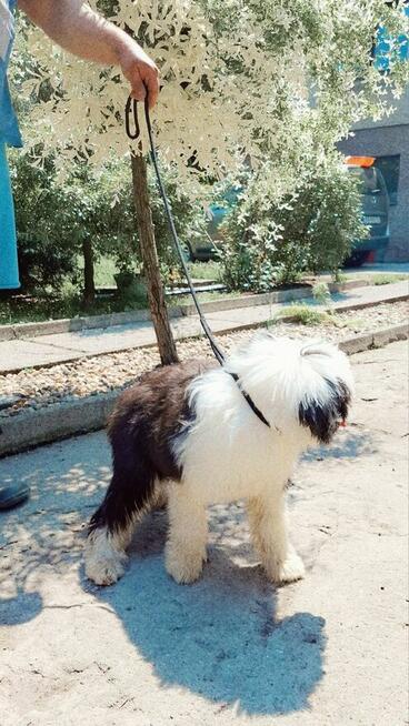 Owczarek Staroangielski Bobtail