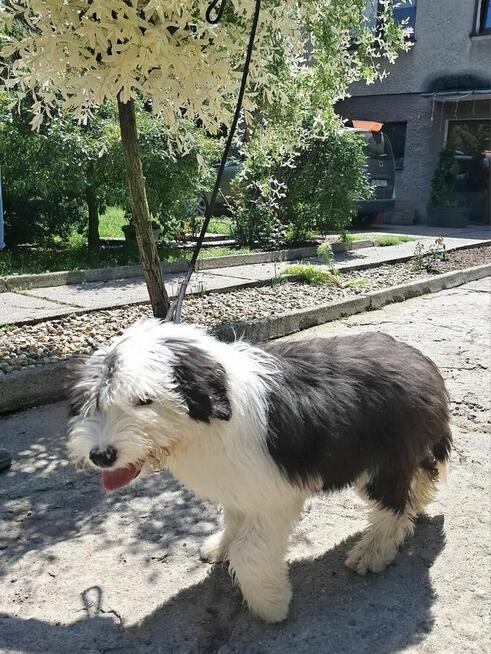 Owczarek Staroangielski Bobtail