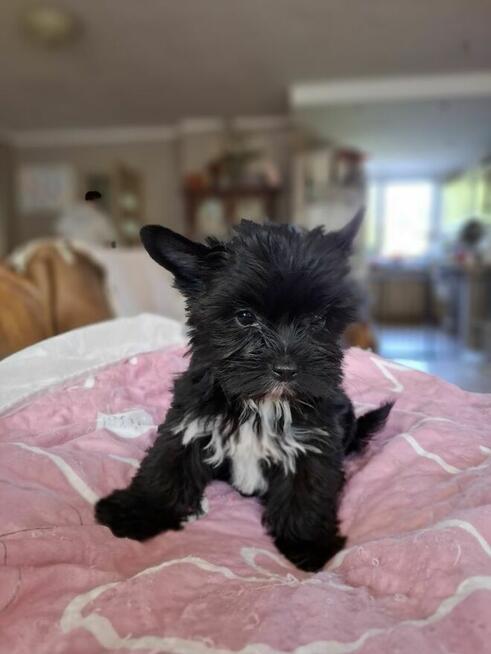 Yorkshire terrier czarny xs