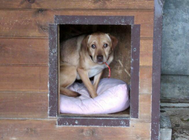 Tofik do adopcji