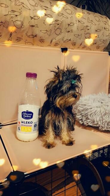 Yorkshire terrier piesek