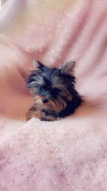 Yorkshire terrier chłopczyk xs