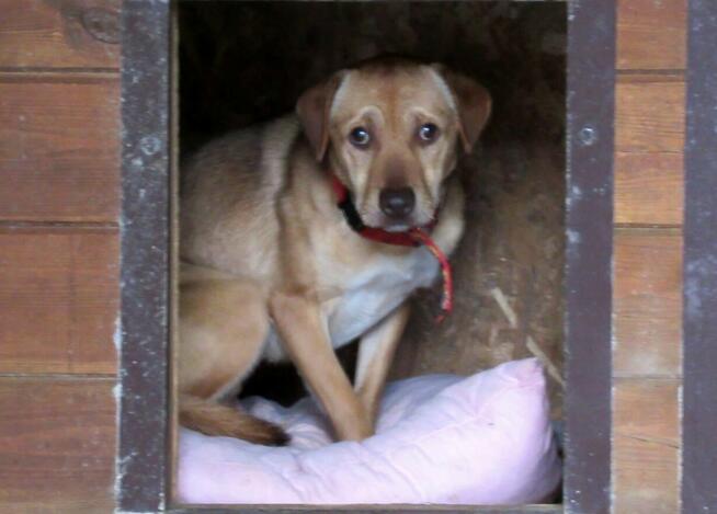 Tofik do adopcji