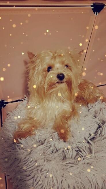 Yorkshire terrier złoty 2kg