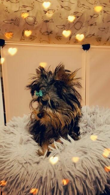 Yorkshire terrier piesek