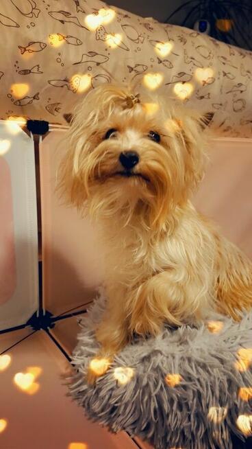 Yorkshire terrier złoty 2kg