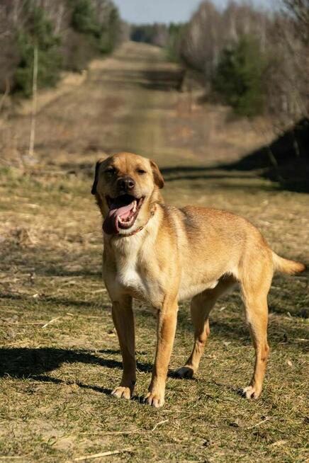 Tofik do adopcji
