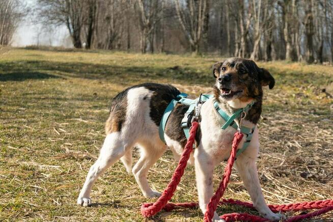 Lola do adopcji