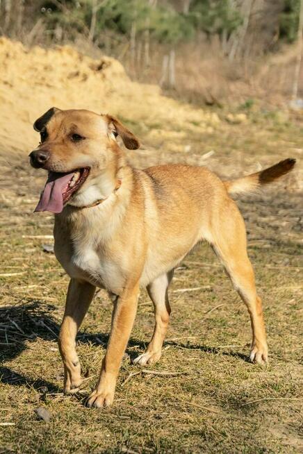Tofik do adopcji
