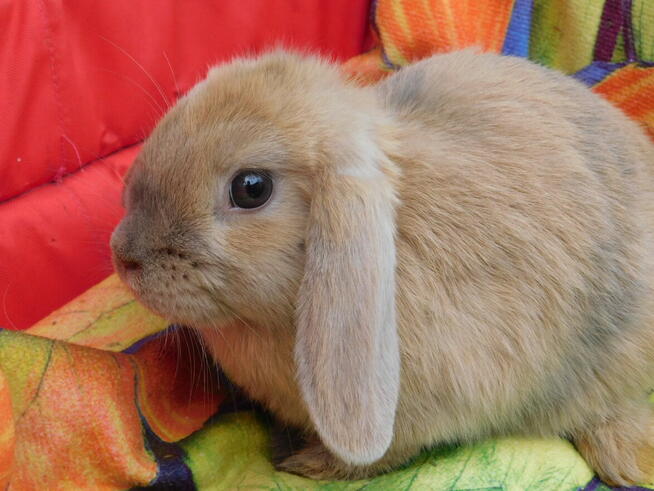 Baranek mini lop beżowa samiczka i niebieska