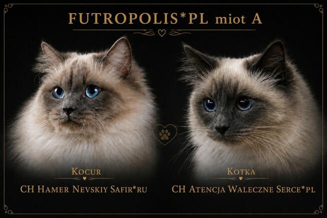 Syberyjskie kocięta