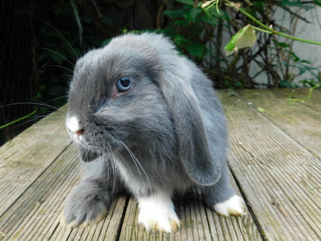 Niebieskie baranki mini lop