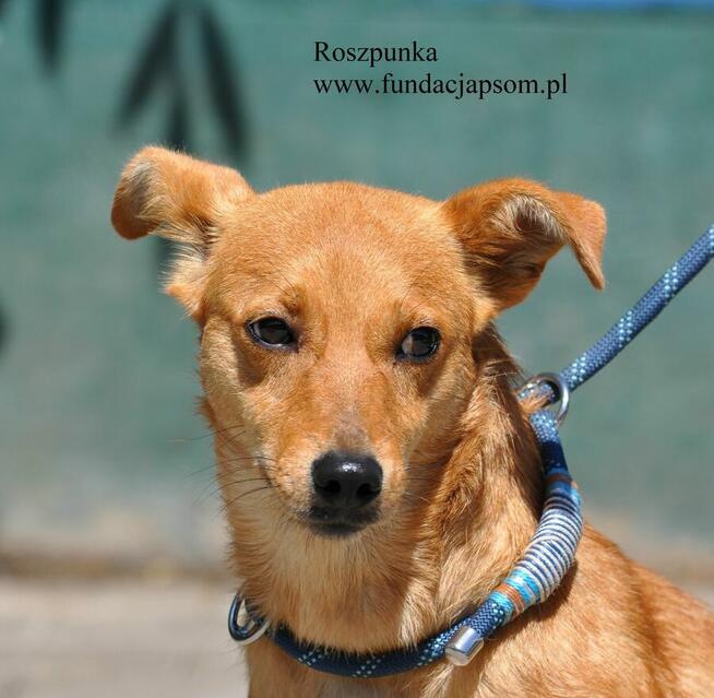Roszpunka