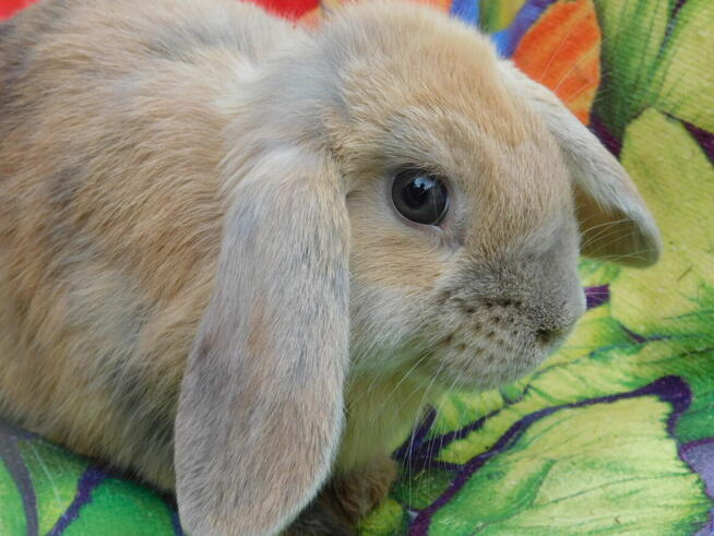 Baranek mini lop beżowa samiczka i niebieska