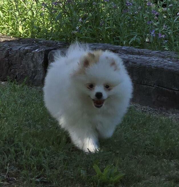 Szpic miniaturowy ,pomeranian ,suczka