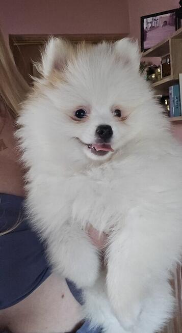 Szpic miniaturowy ,pomeranian ,suczka