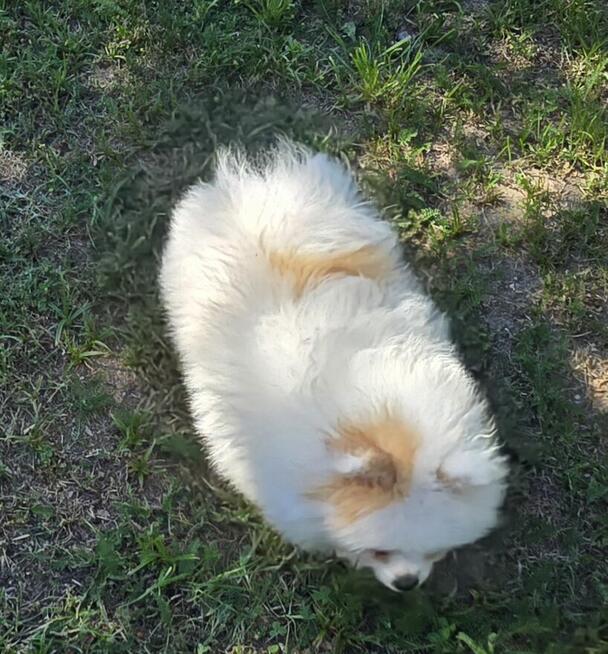 Szpic miniaturowy ,pomeranian ,suczka