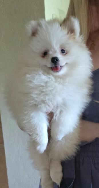 Szpic miniaturowy ,pomeranian ,suczka
