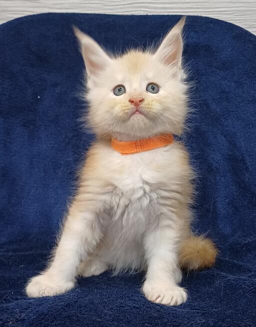 Maine Coon kocurek rodowód FPL