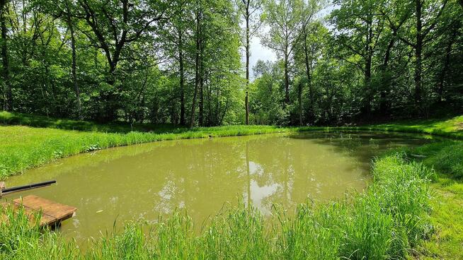 Domek do wynajęcia domek letniskowy w lesie nad stawem