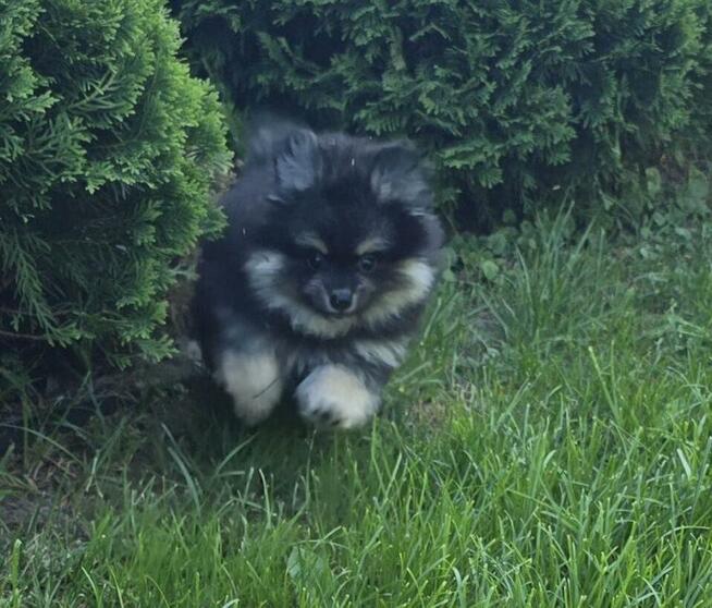 Szpic miniaturowy ,pomeranian piesek blac tan