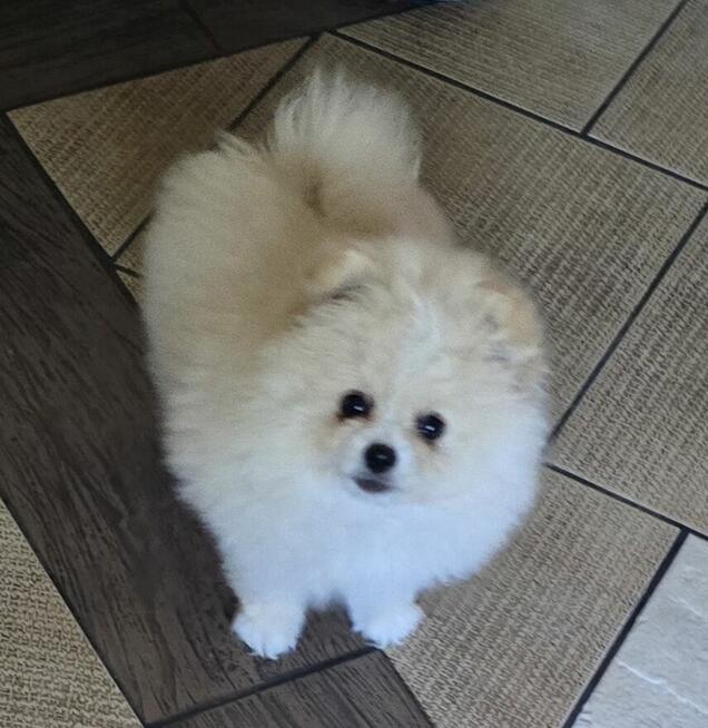 Szpic miniaturowy, pomeranian suczka