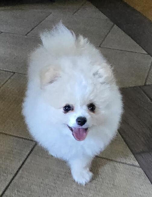 Szpic miniaturowy, pomeranian suczka