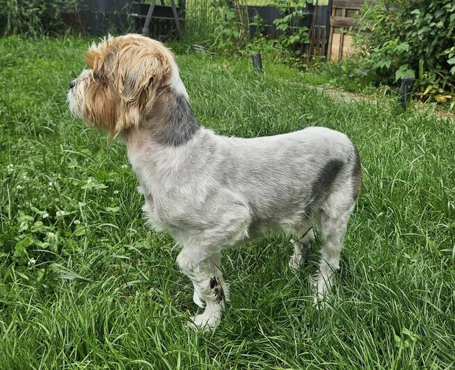 York oddam za darmo
