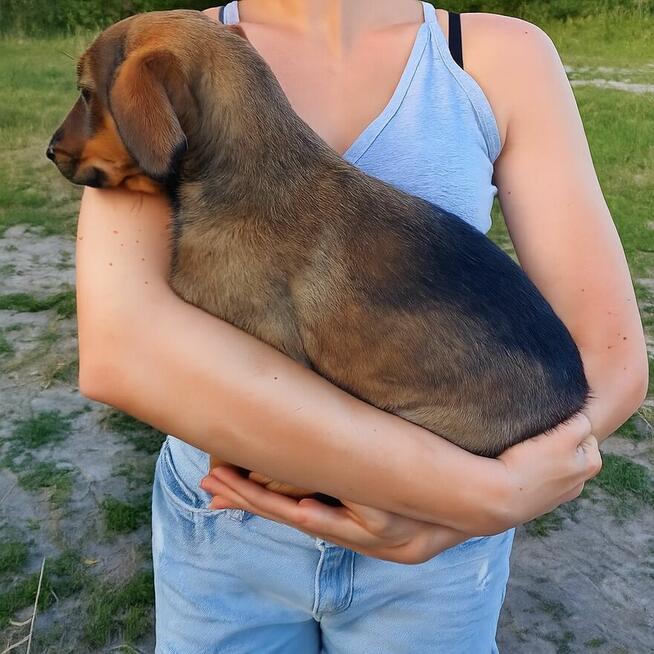Oddam za darmo suczki